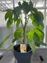 Afbeelding van Paprika Geel TP23cm